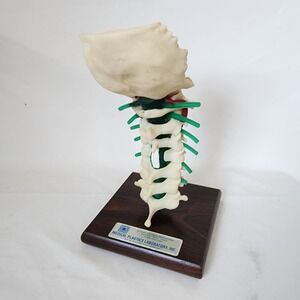 Medical Plastics Labortory Cervical Vertebral Column Lumbar, Spine Model 10"